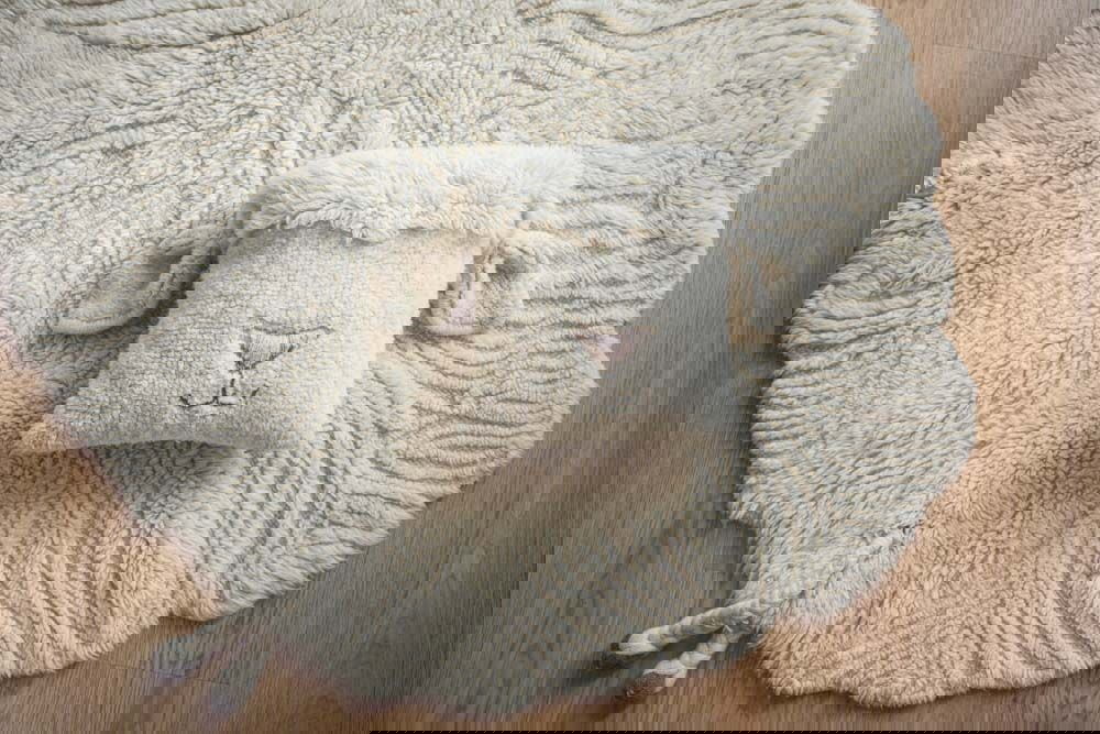 Dekokissen Pink Nose Sheep 3