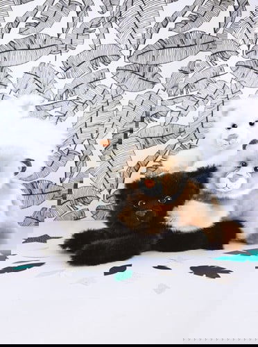 So Chic Luchs 23cm 3