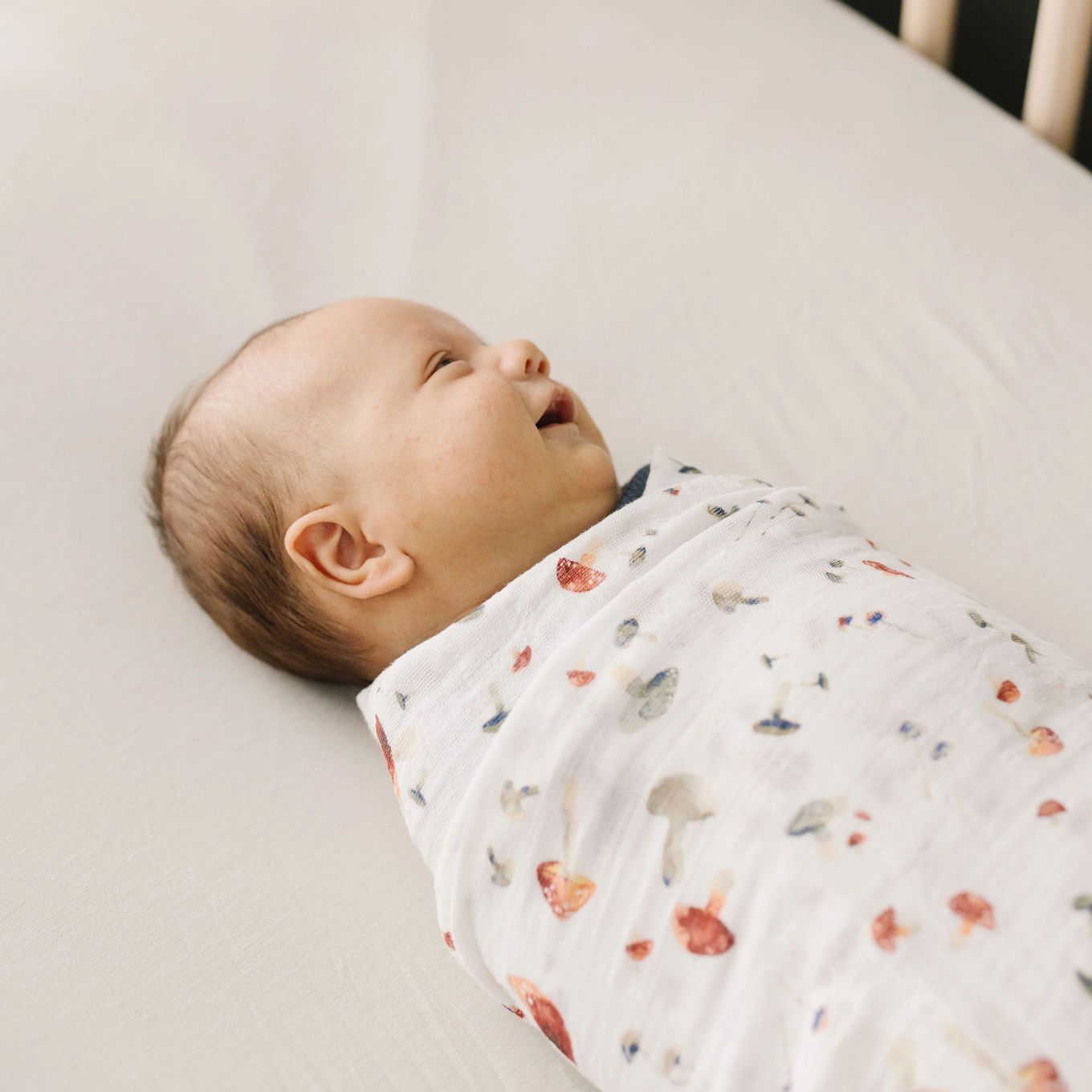 Pucktuch Mushrooms 3