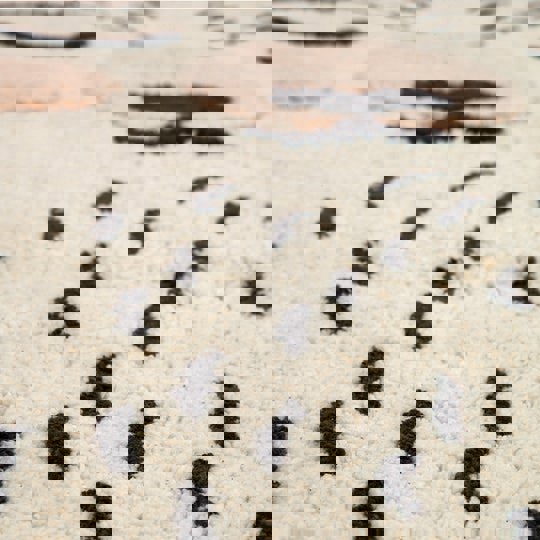 Teppich Eisbär Odino 4