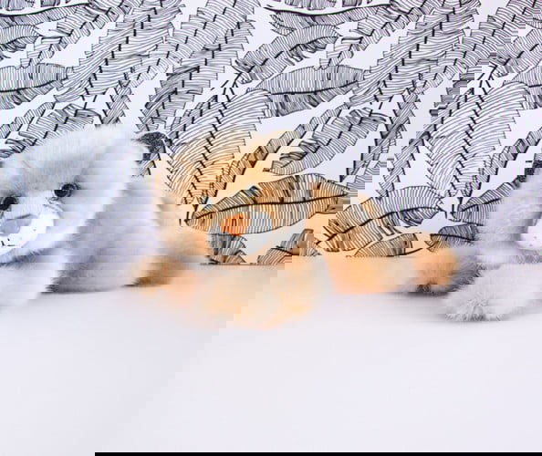 So Chic Luchs 23cm #2