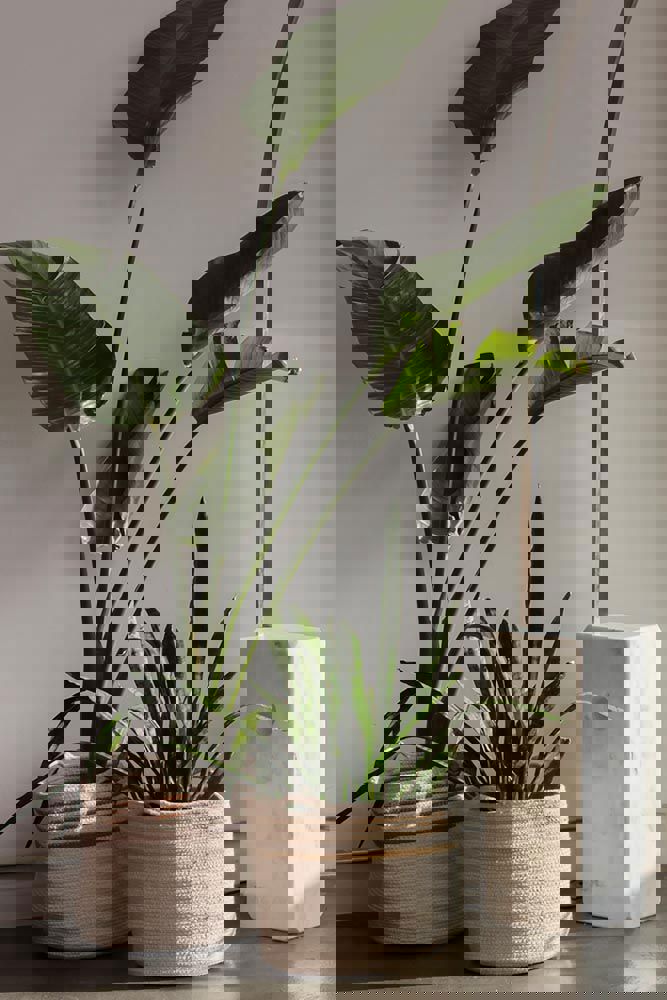 Aufbewahrungskorb Twin Amber 3