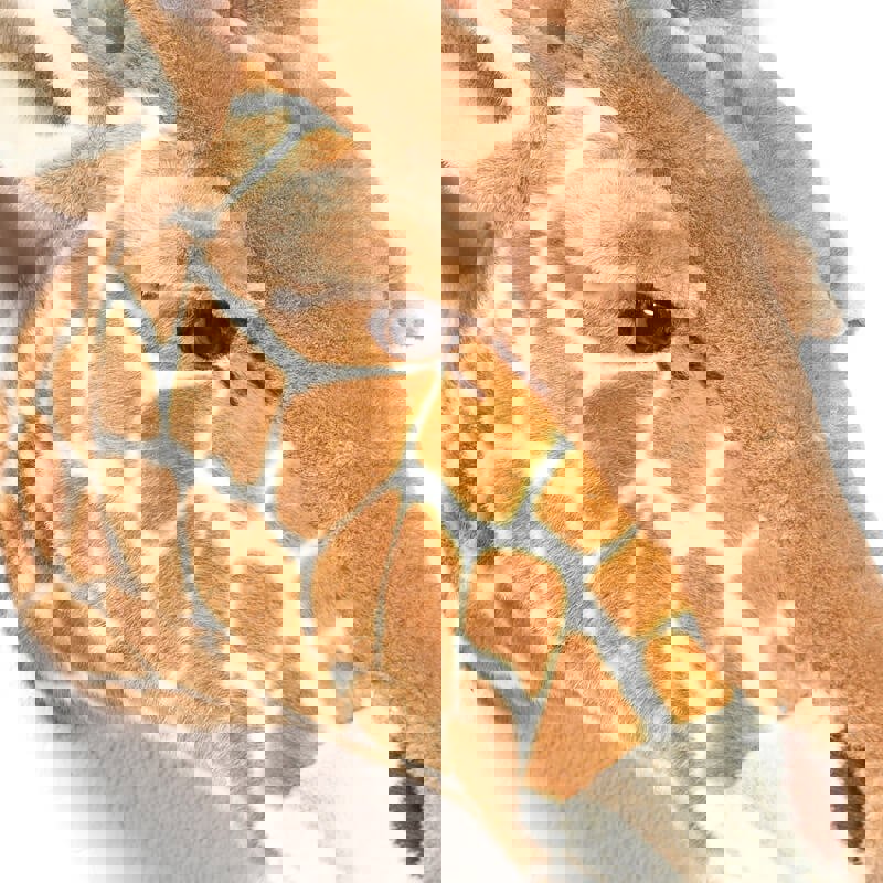 Tierkopf Giraffe Ruby 4