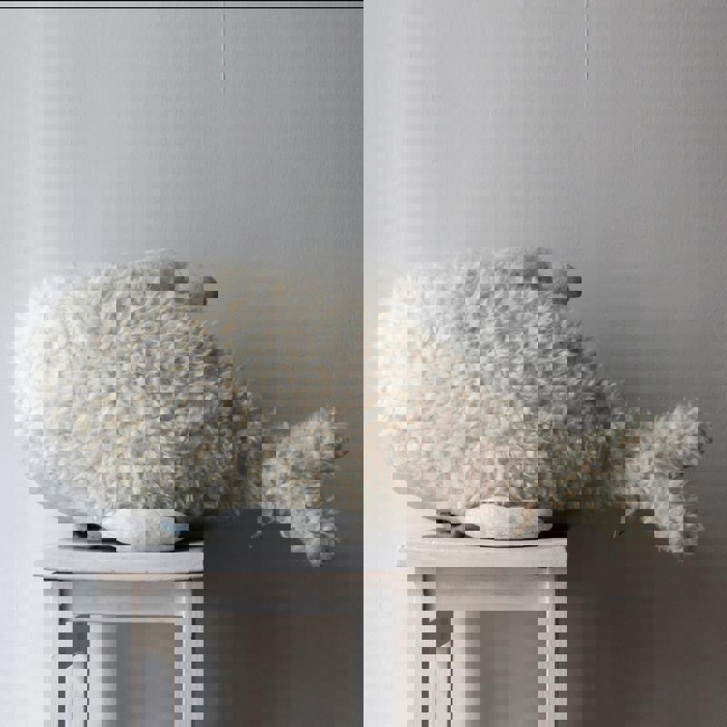 Albino Bubble Wal Gross 3