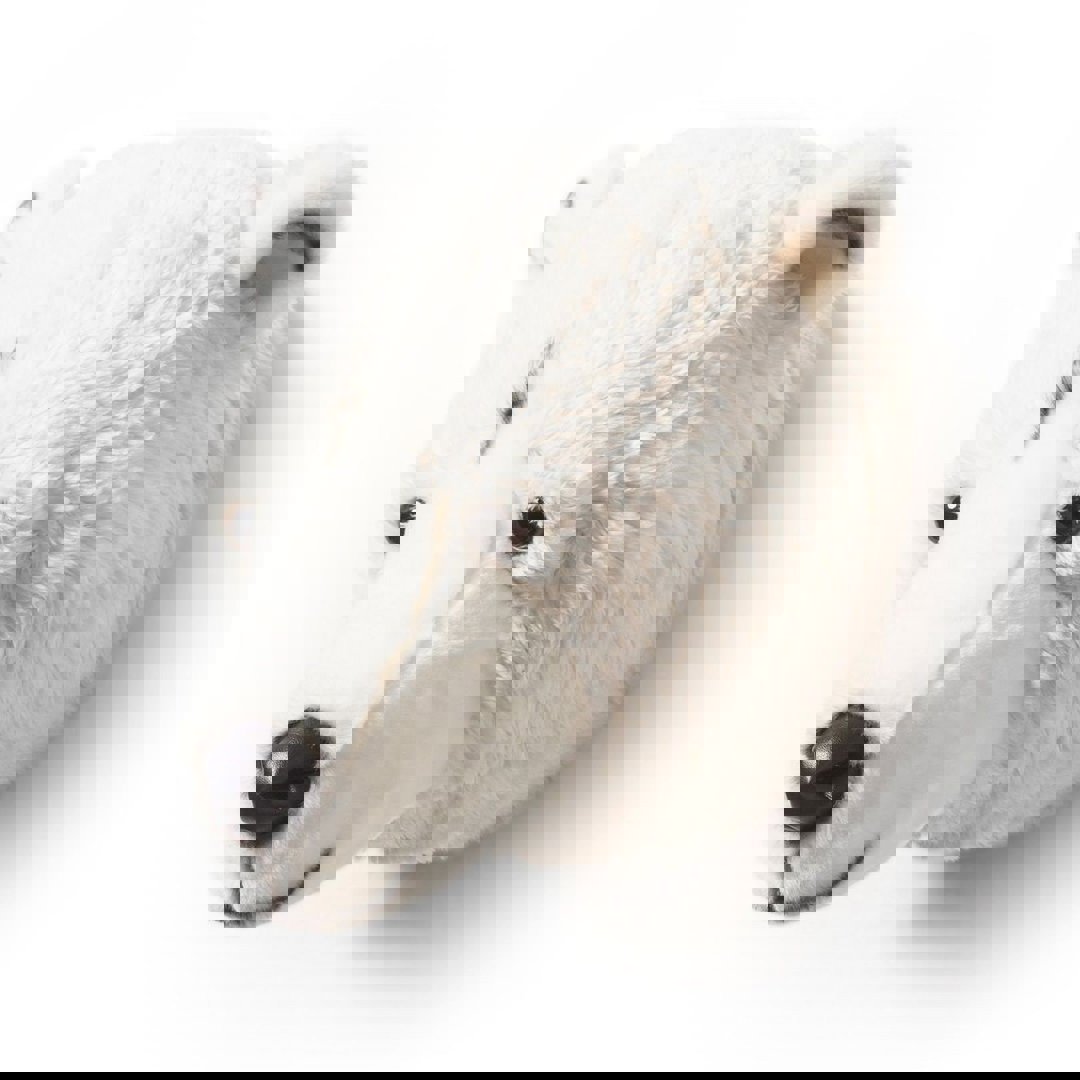 Tierkopf Eisbär Basile 4