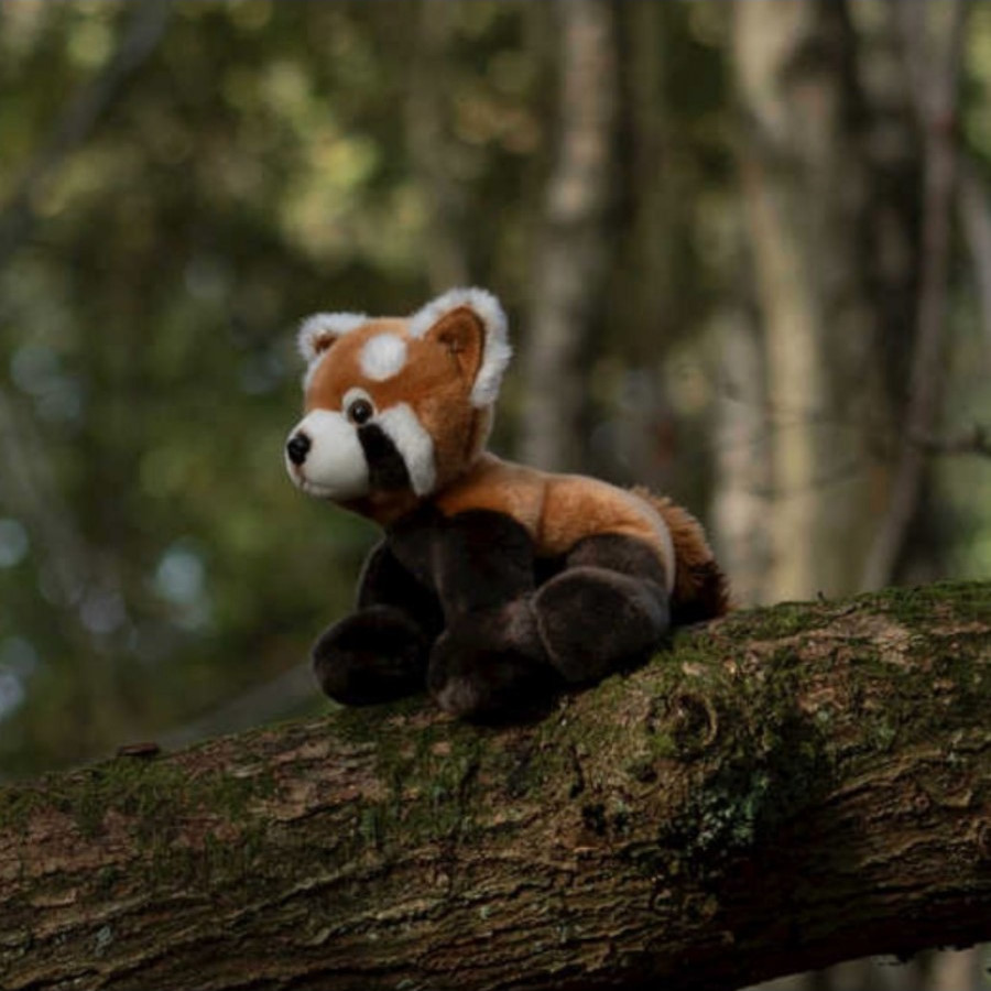 Les Authentiques Fox 20cm #2