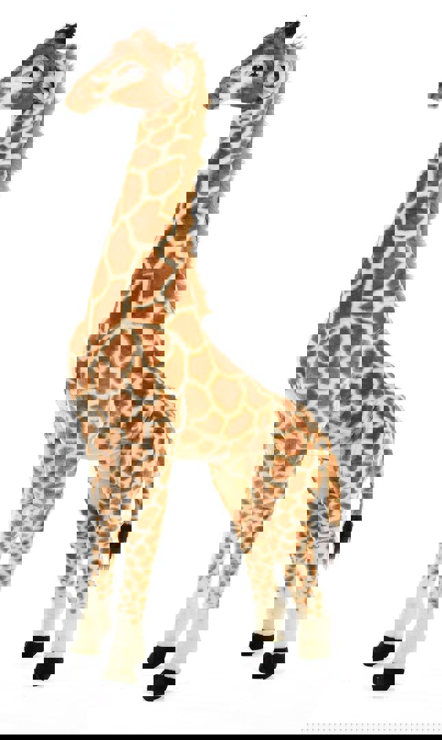Stehende Giraffe 3