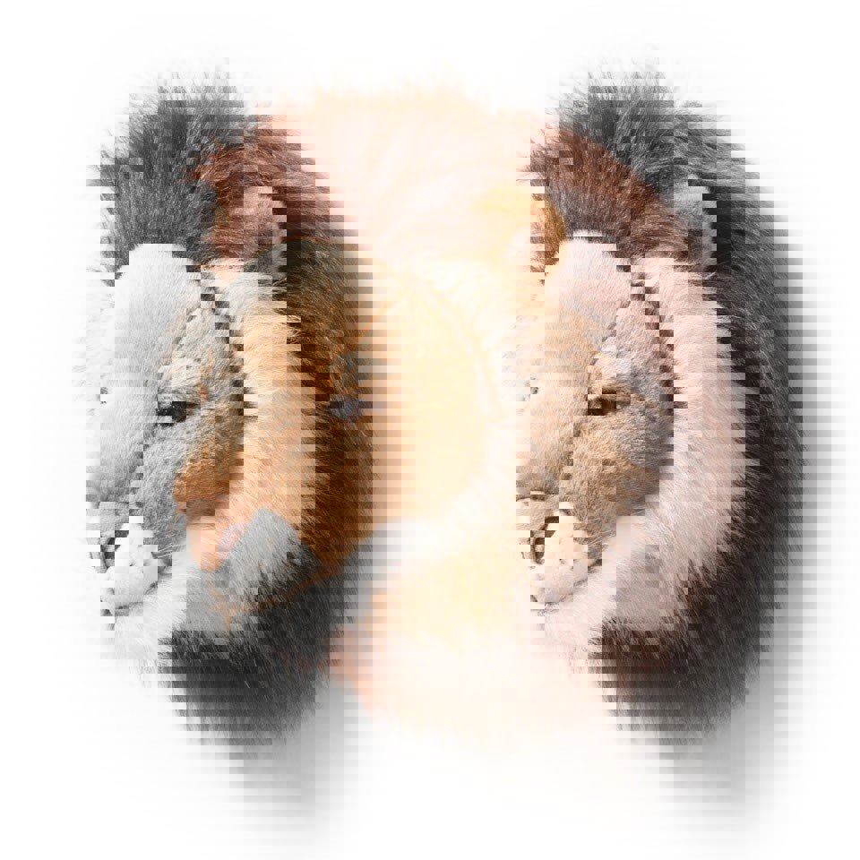 Tierkopf Löwe Cesar 3