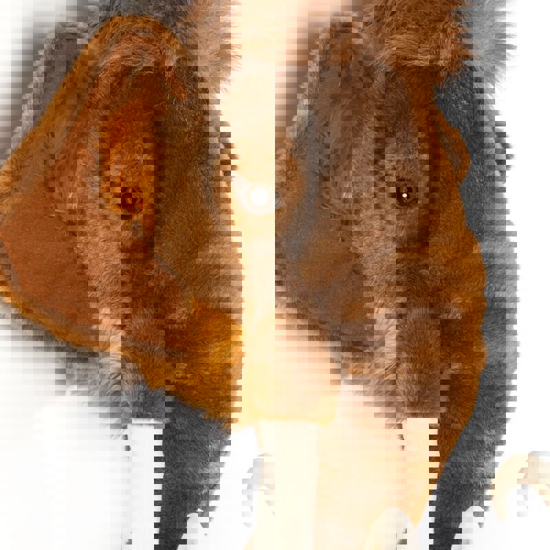 Tierkopf Mammut Arthur 4