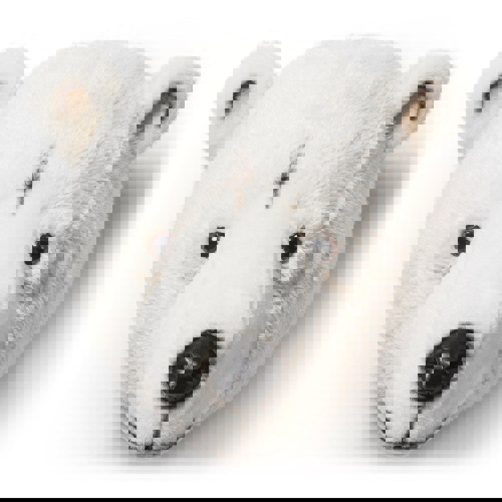 Tierkopf Eisbär Basile 1