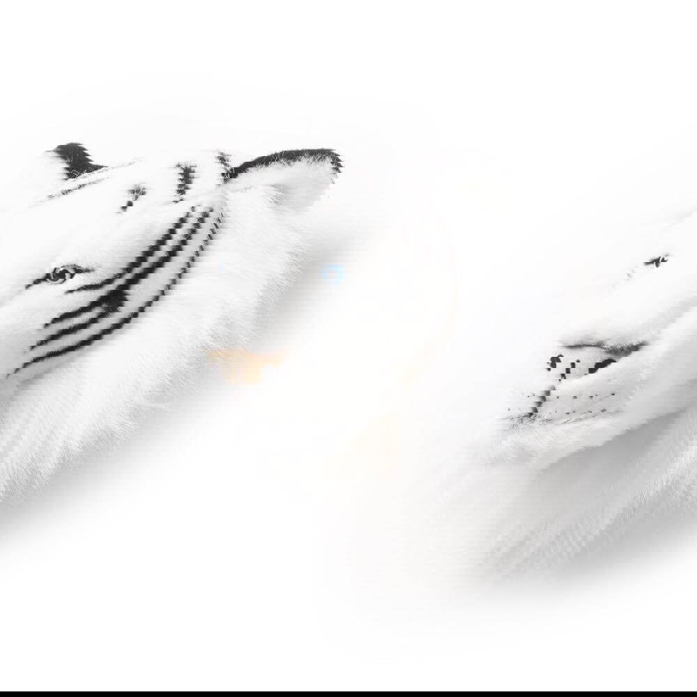 Tierkopf Weisser Tiger Albert 3